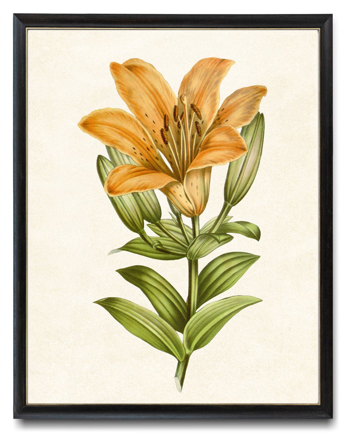 Orange Lily Vintage Botanical Illustration Bloom Detail Art Poster