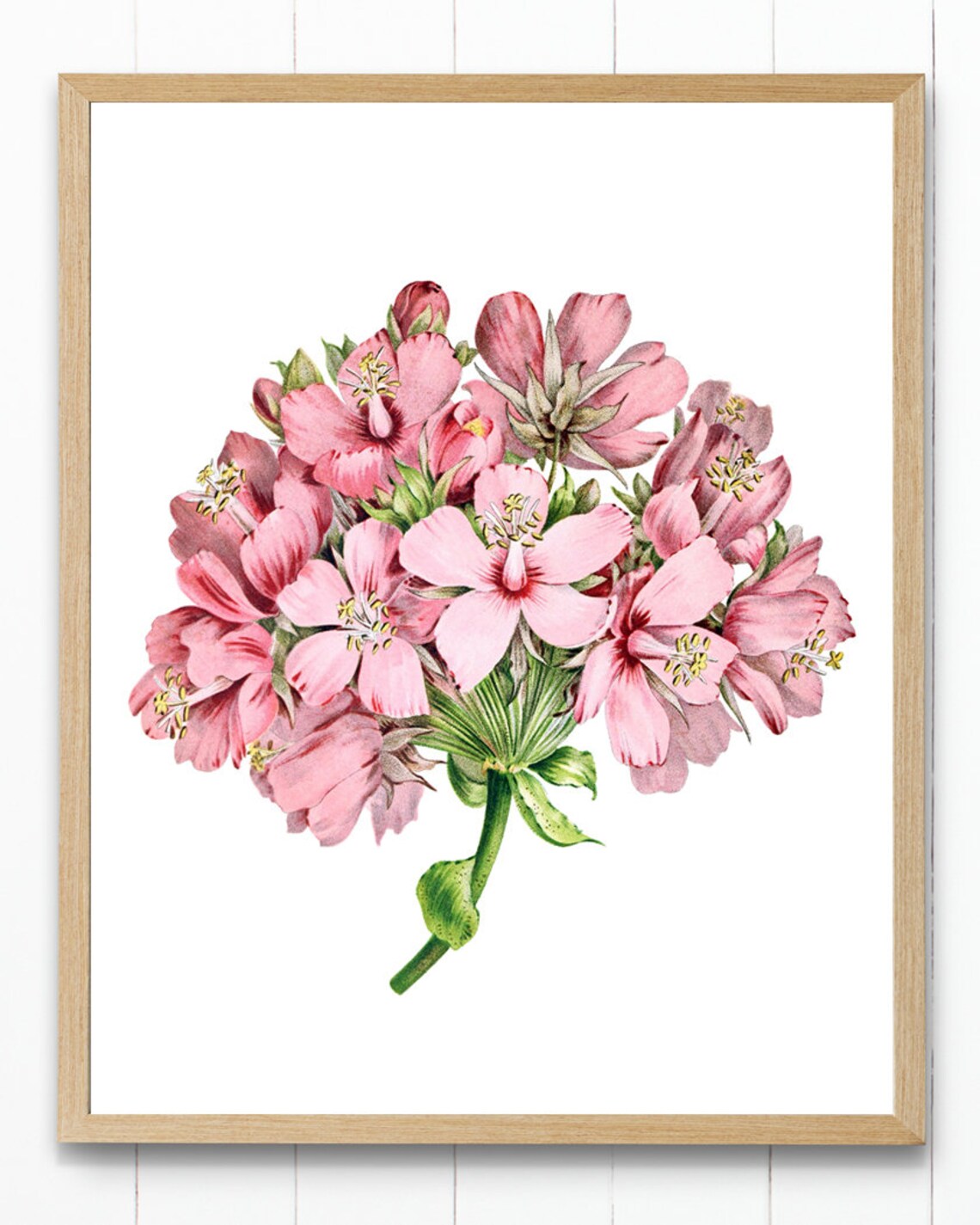 Pink Flowers Pinkball Tropical Hydrangea Vintage Illustration Botanical Wall Art Print Instant - Image 2