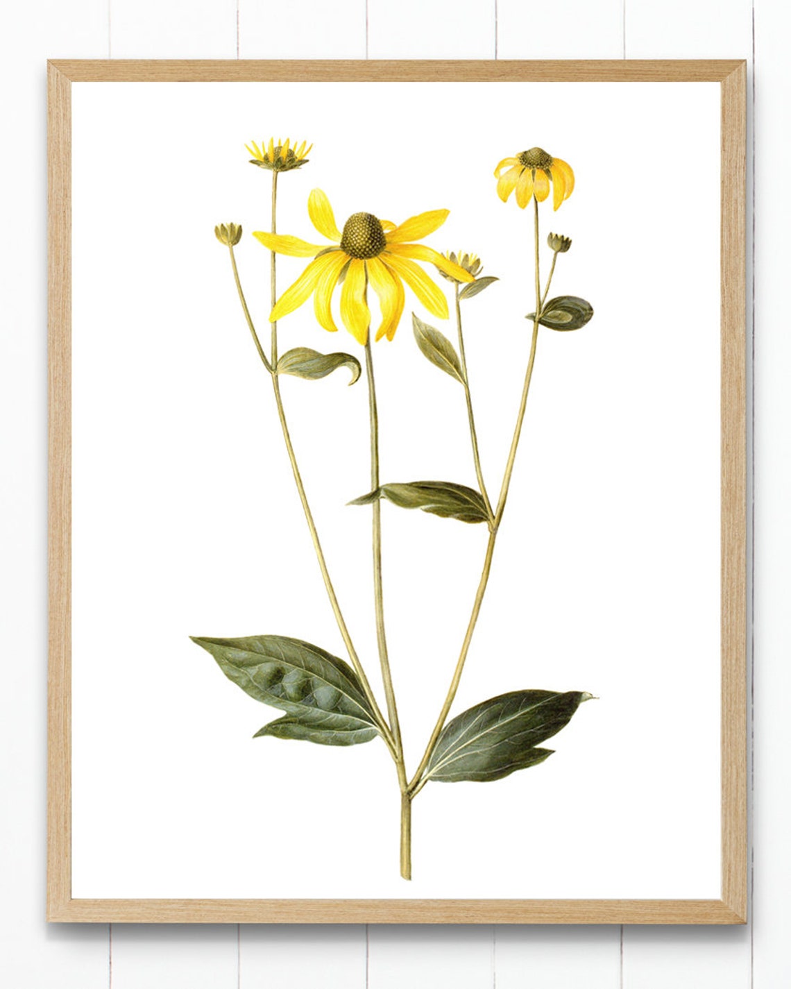 Yellow Leopards Bane Wildflowers Classic Vintage Botanical Poster - Image 4