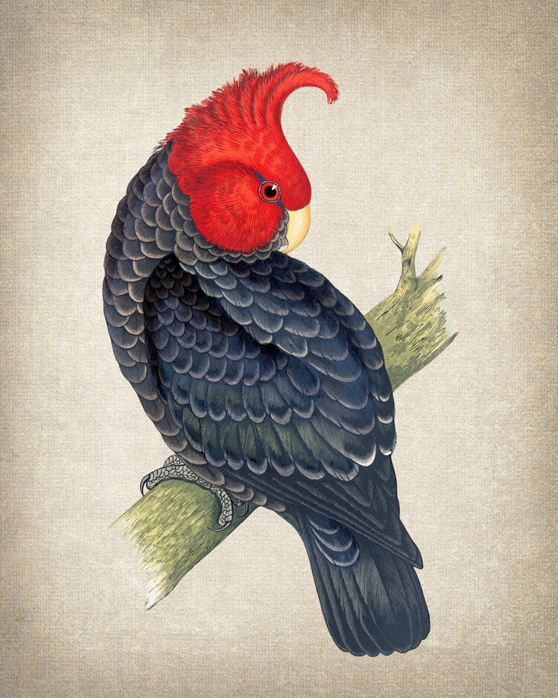 Red Headed Cockatoo Vintage Illustration Black Parrot Bird Poster - Image 2