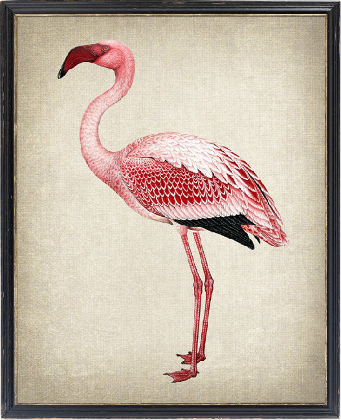 Pink Flamingo Standing Vintage Natural History Illustration Print