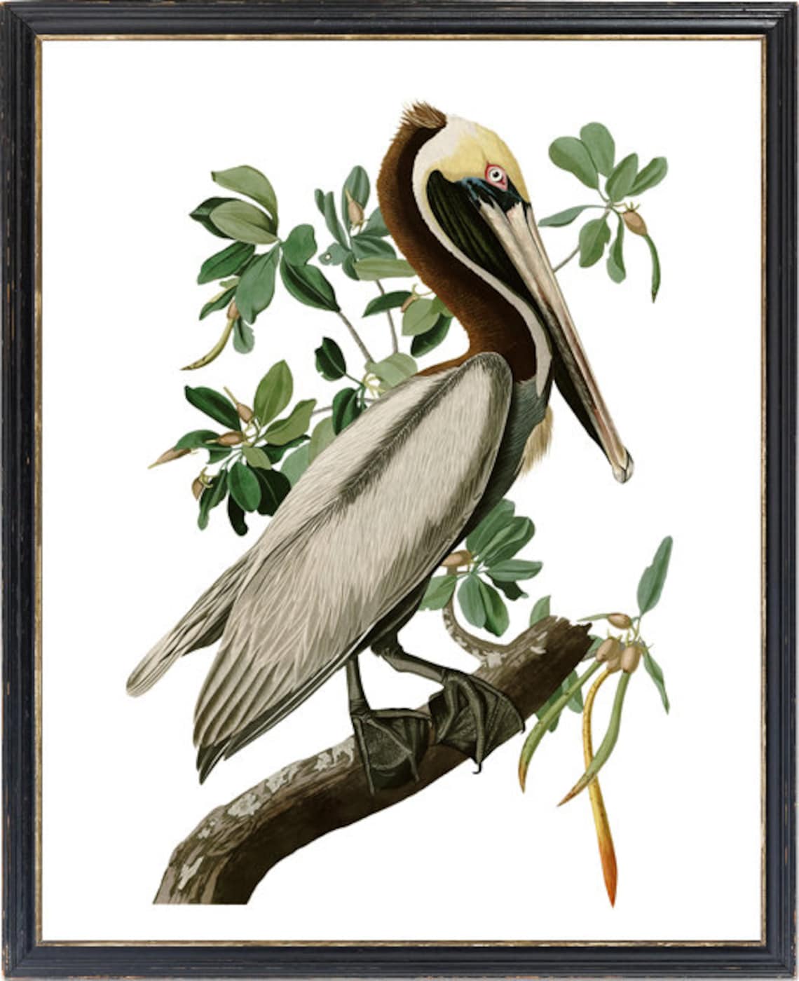 Brown Pelican Vintage Audubon Bird Illustration Print - Image 3
