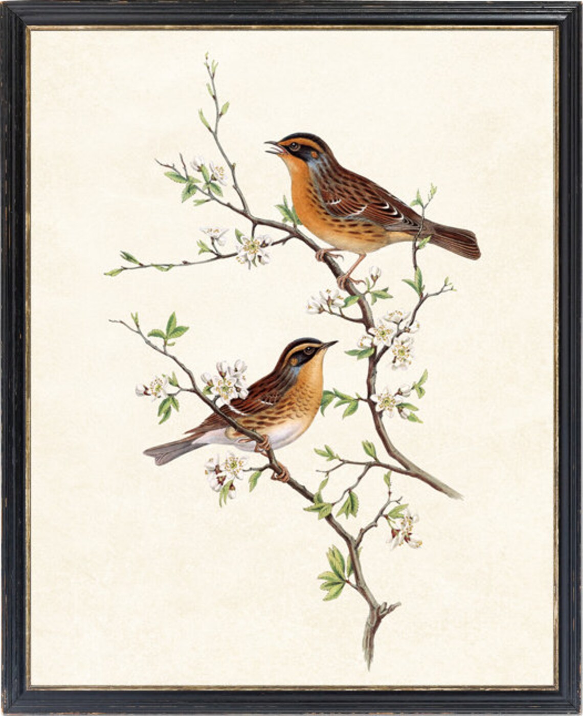 Mountain Accentor Birds Vintage Illustration Poster - Image 4