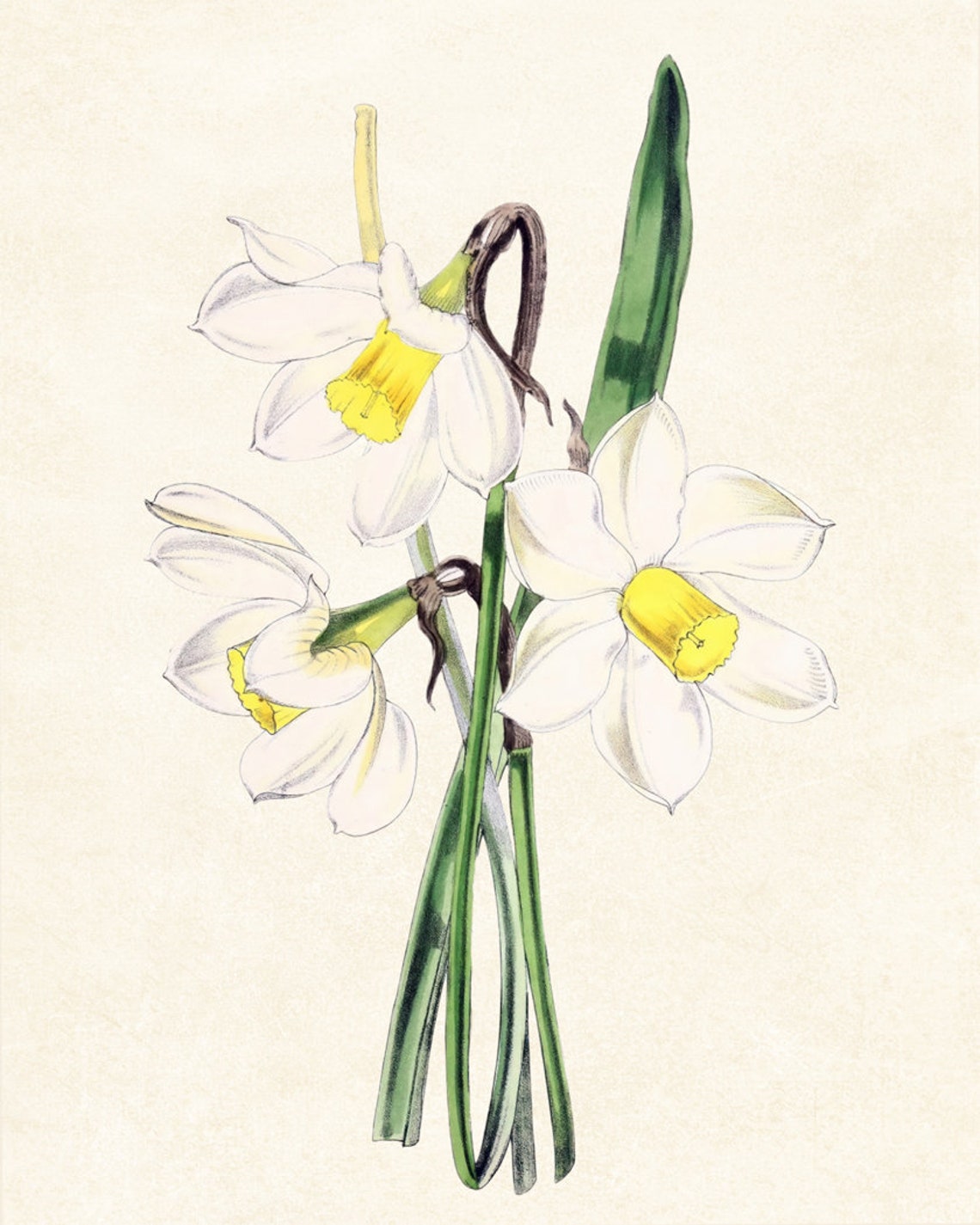 White Narcissus Daffodil Blossoms Grand Antique Botanical Study Poster - Image 2