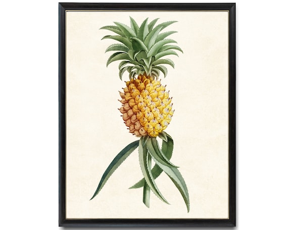 Pineapple Antique Fruit Illustration Art Print
