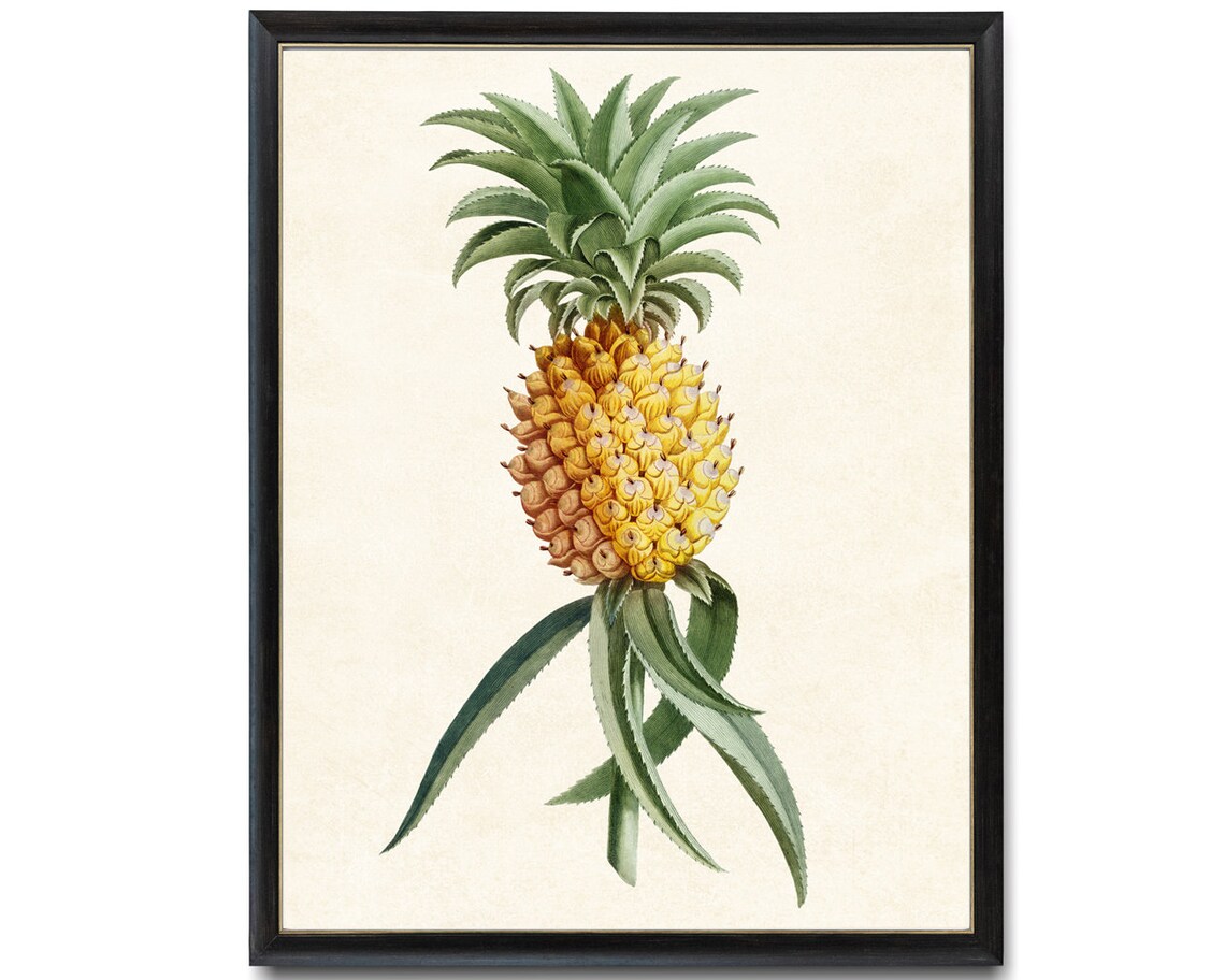 Pineapple Antique Fruit Illustration Art Print