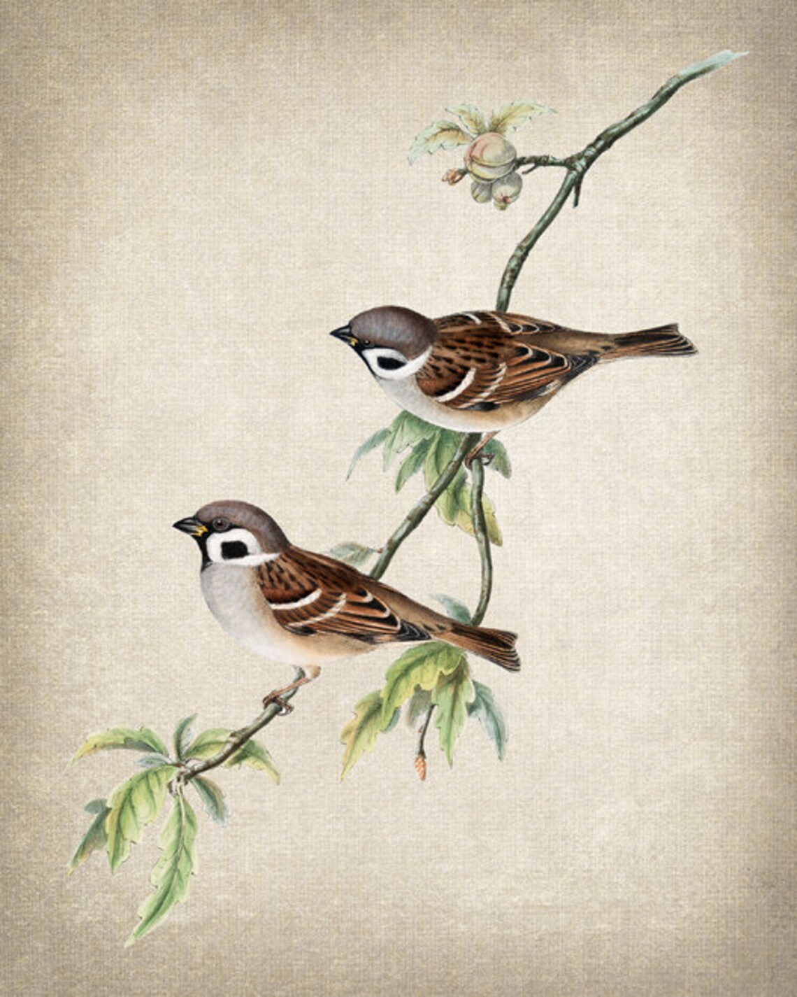 Sparrow Tree Sparrows Antique Illustration Art Print - Image 2