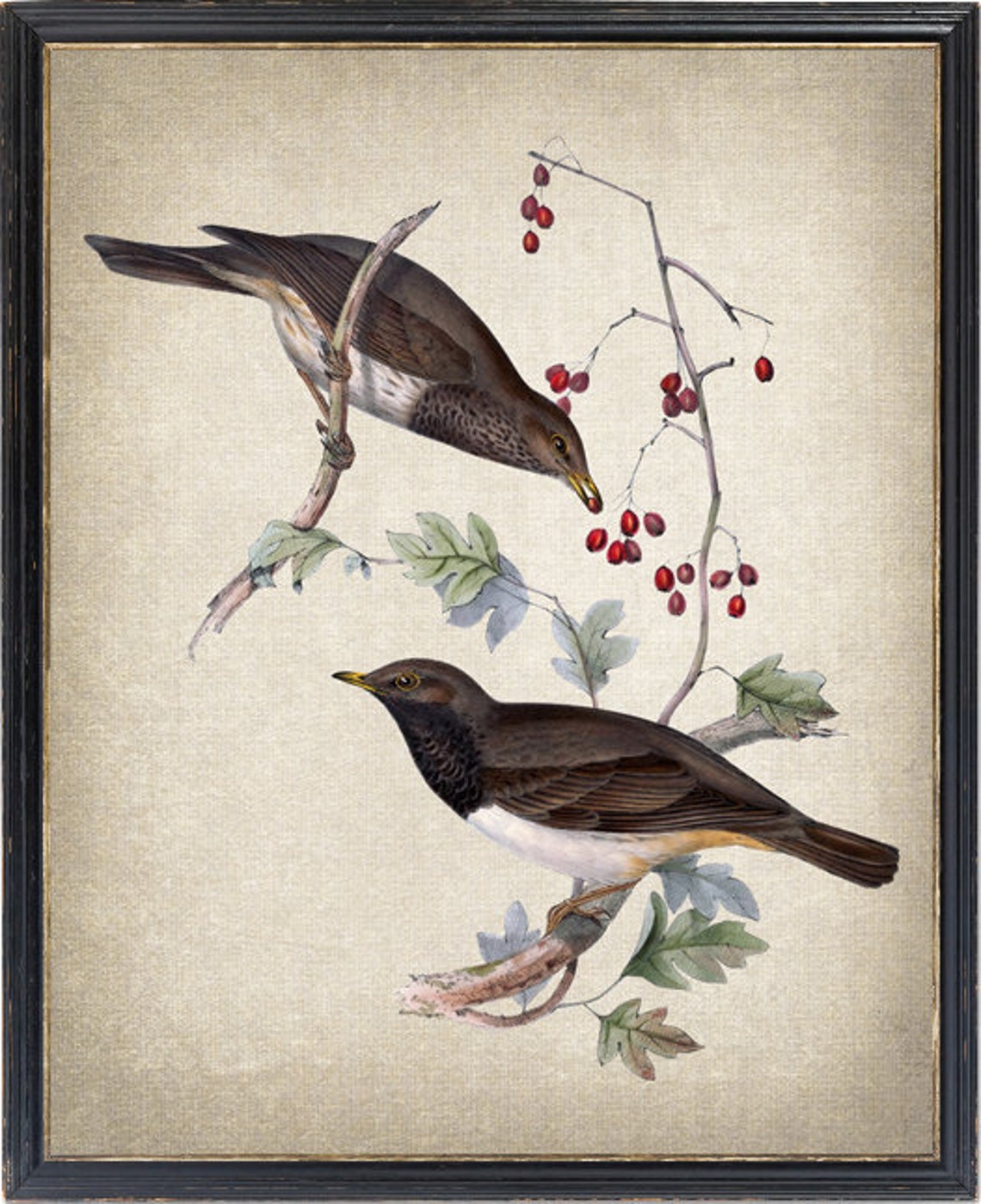 Black Throated Thrush Pair With Red Berries Vintage Bird Art Poster
