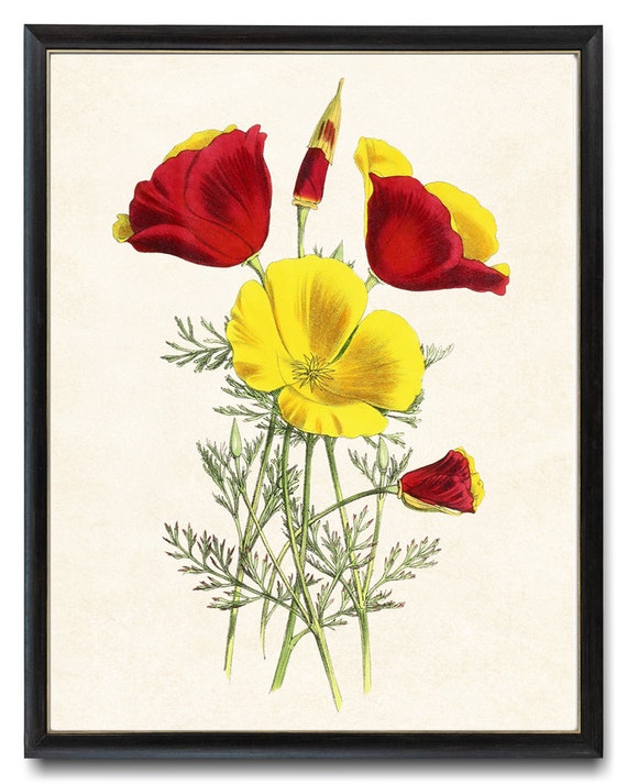 Mandarin California Poppies Vintage Flower Art Print