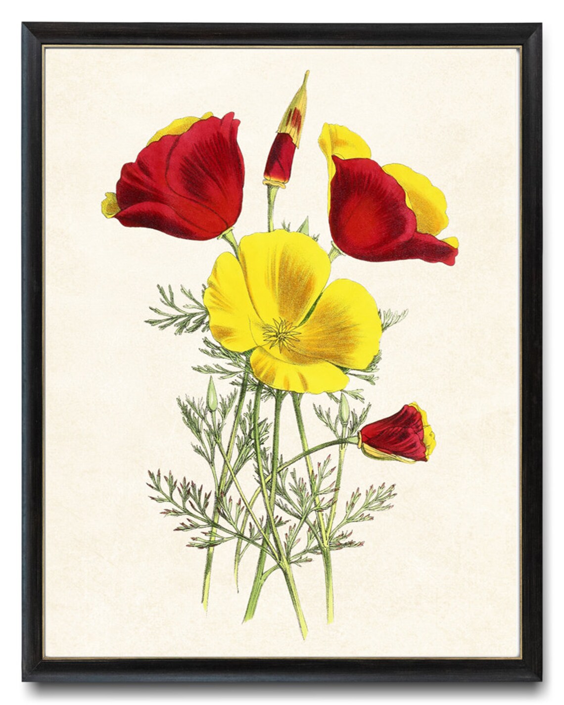 Mandarin California Poppies Vintage Flower Art Print