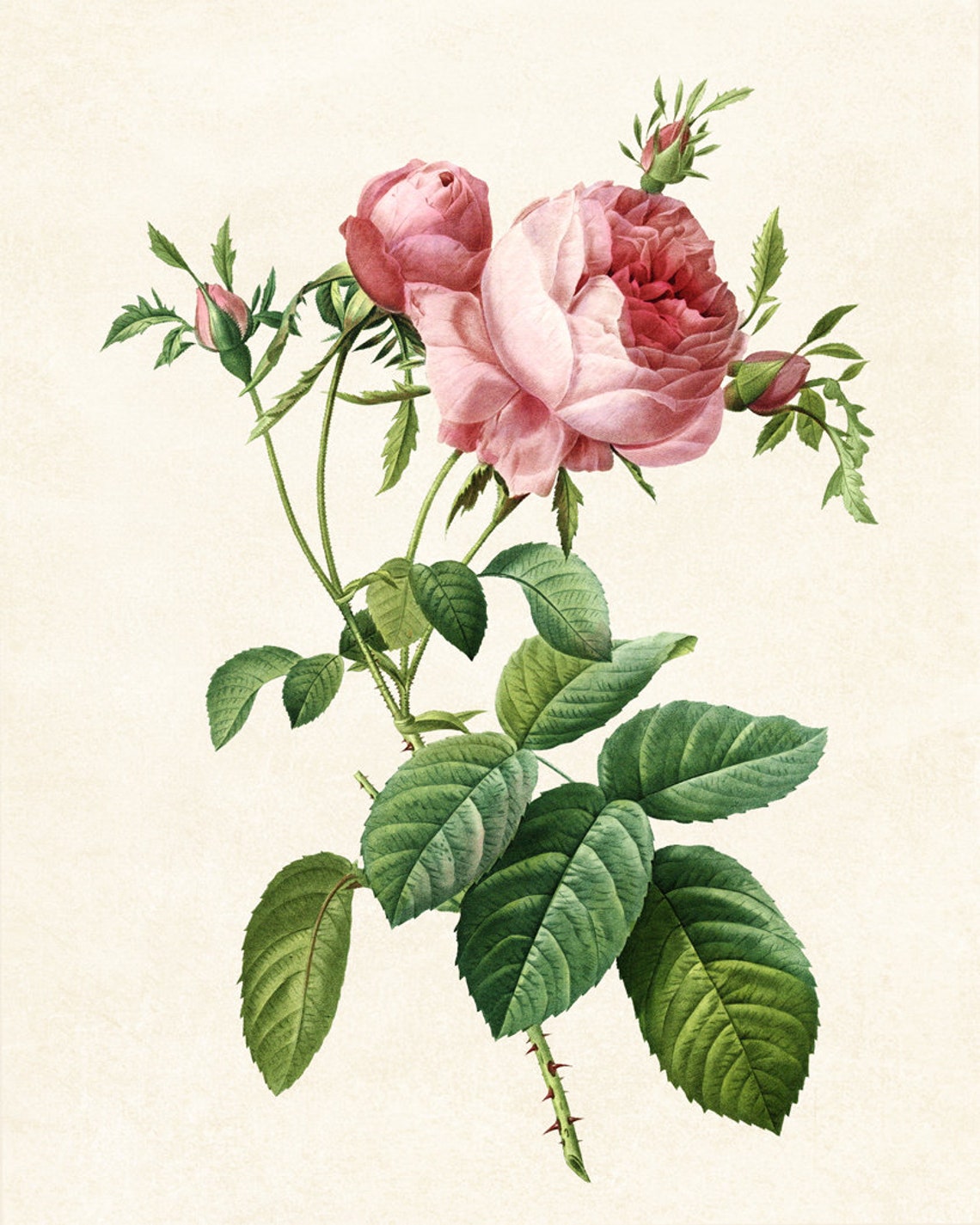 Pink Cabbage Rose and Buds Vintage Botanical Illustration Poster - Image 3