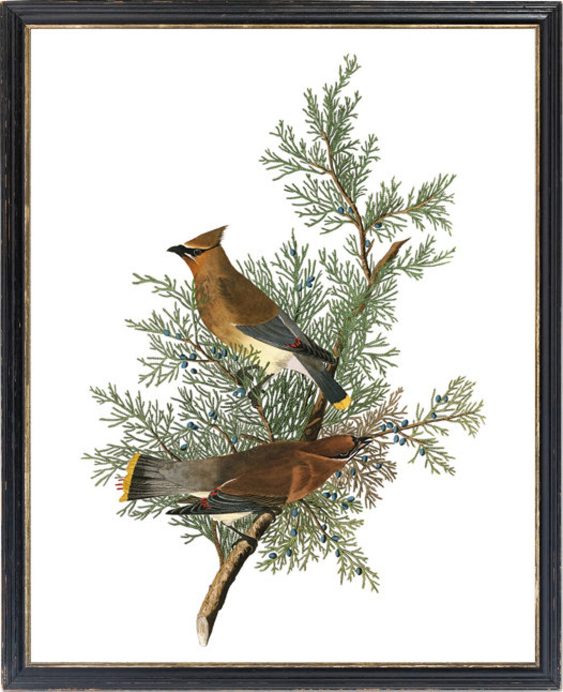 Vintage Cedar Birds And Botanical Art Print - Image 3