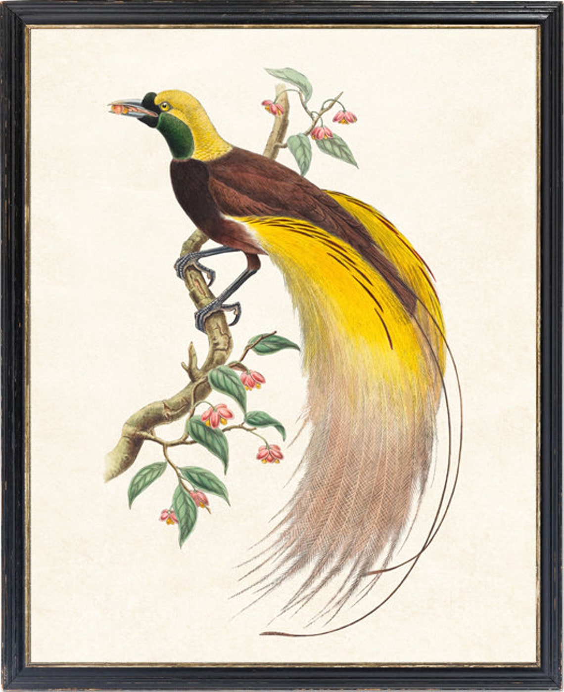 Bird of Paradise Exotic Plumage Vintage Bird Illustration Poster - Image 2