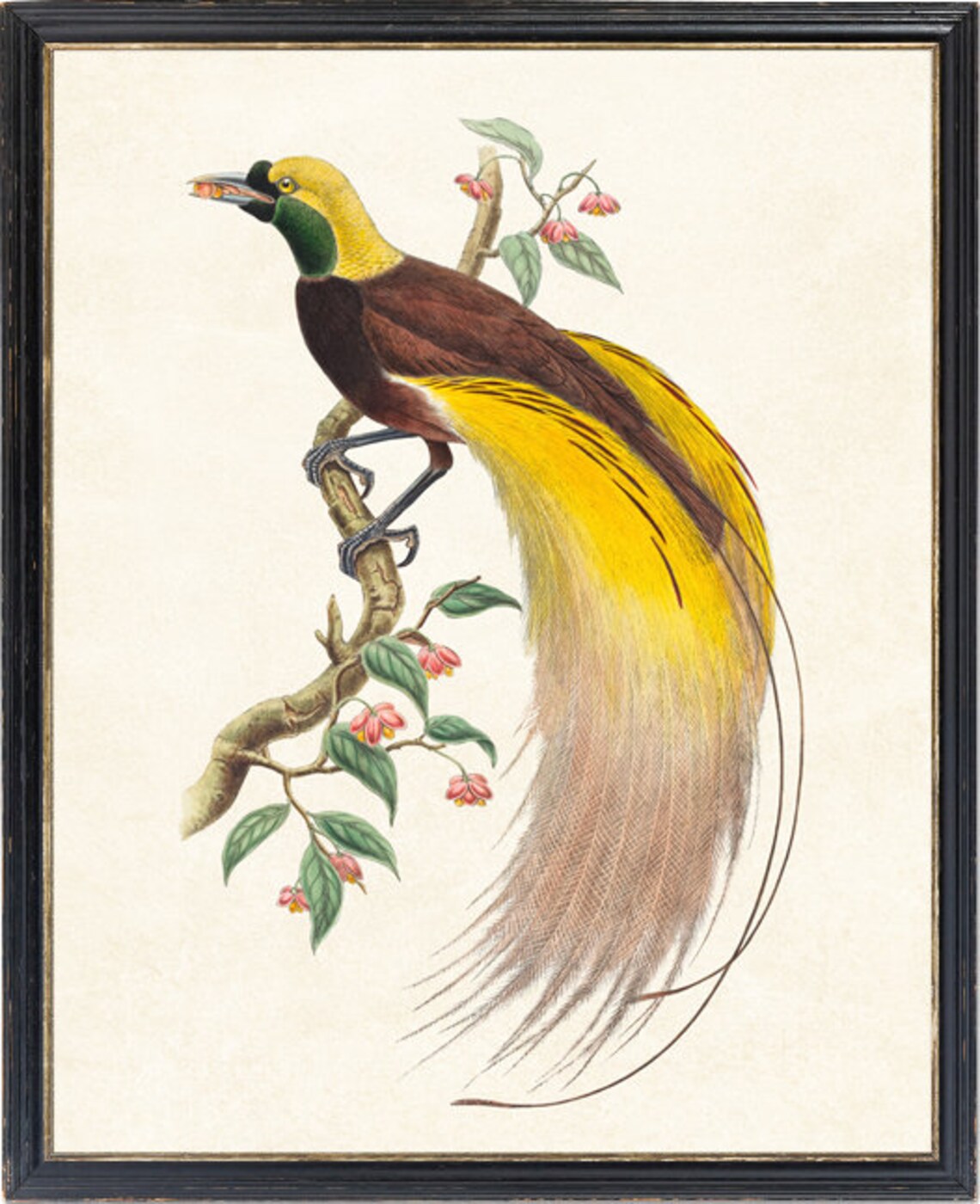 Bird Of Paradise Vintage Illustration Art Print, Natural History - Image 2