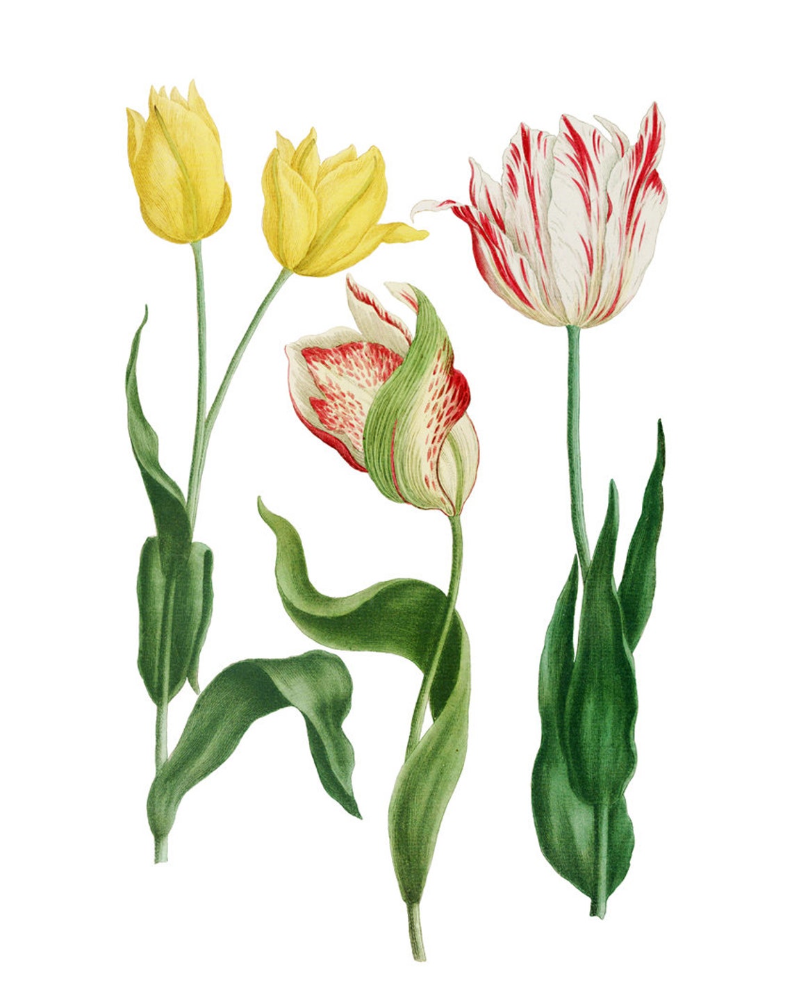 Yellow and Red Tulips Antique Botanical Illustration Art Poster - Image 2