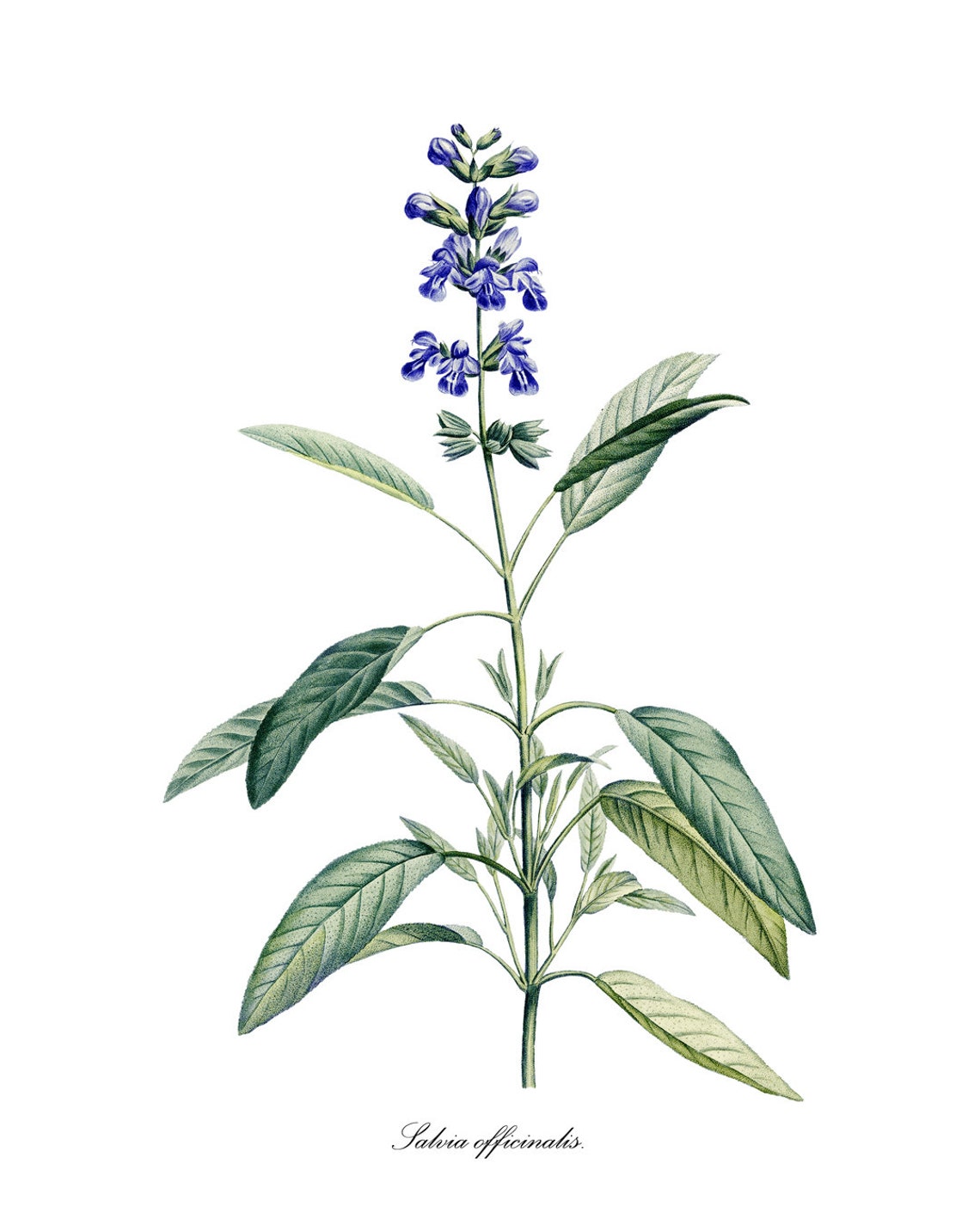 Common Garden Sage Salvia Officinalis Vintage Botanical Herb Poster - Image 3