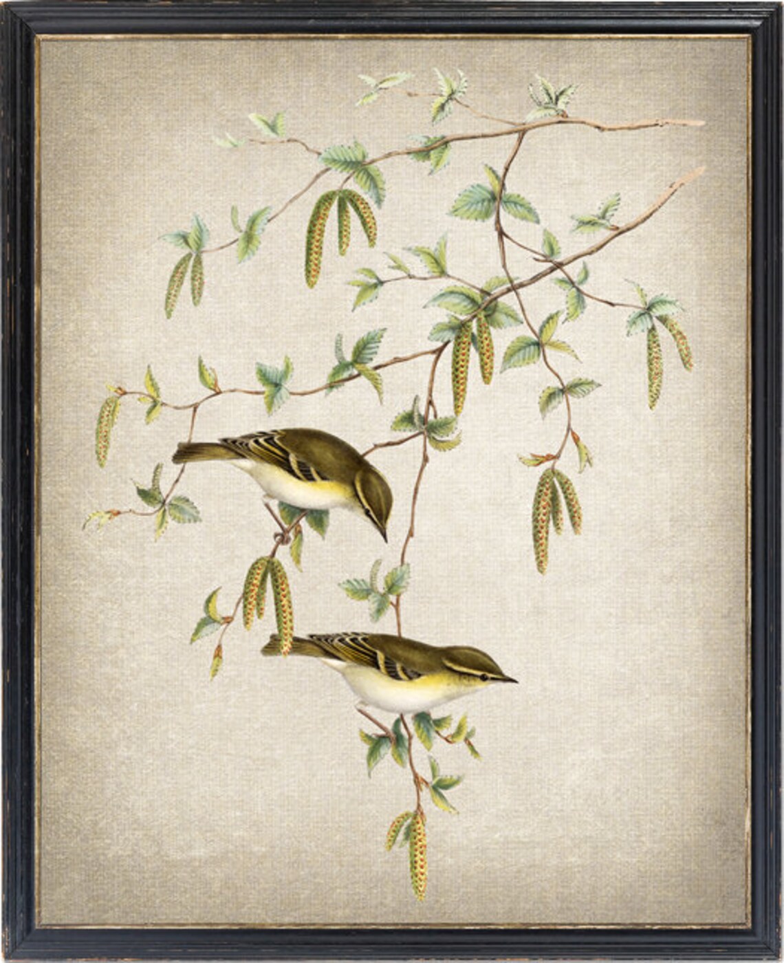 Yellow-Browed Warbler Birds Vintage Illustration Art Print