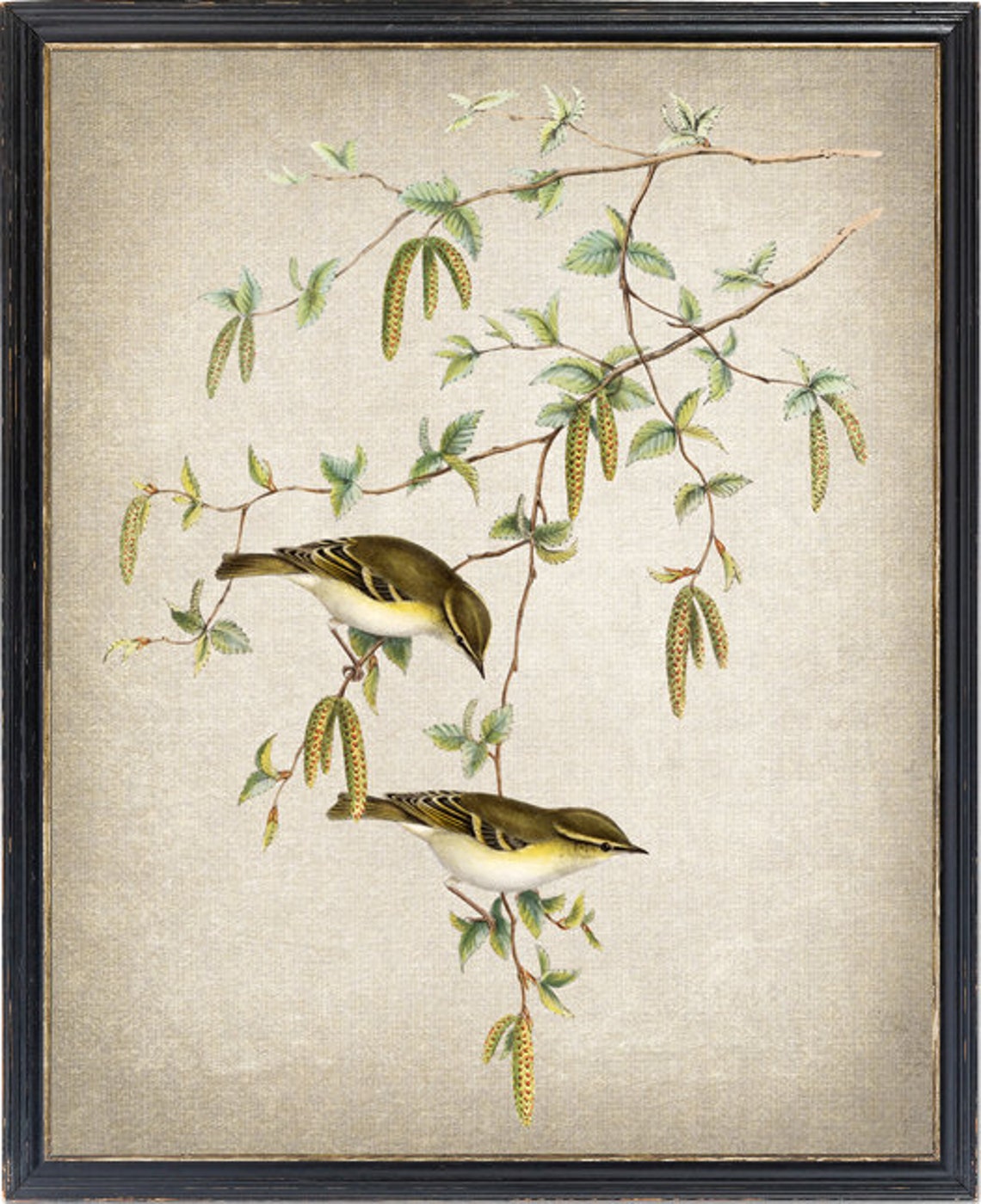 Yellow Browed Warbler Vintage Illustration Pair Songbirds Poster