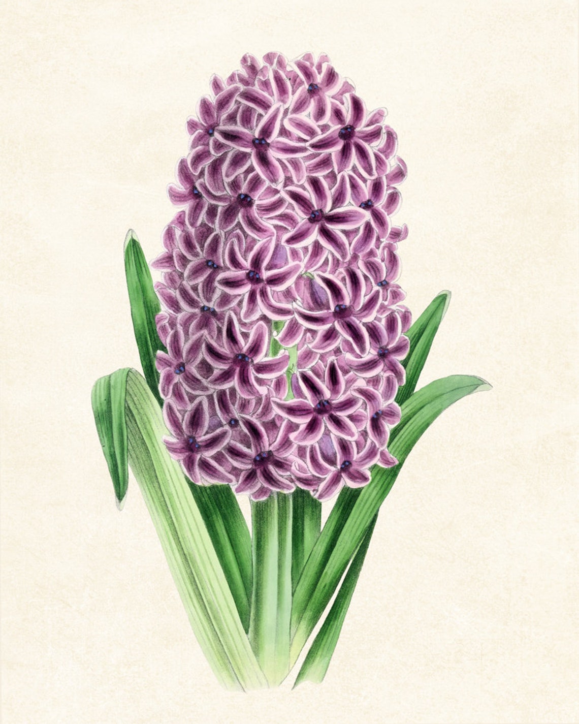 Fragrant Purple Hyacinth Bloom Classic Vintage Botanical Spring Poster - Image 3