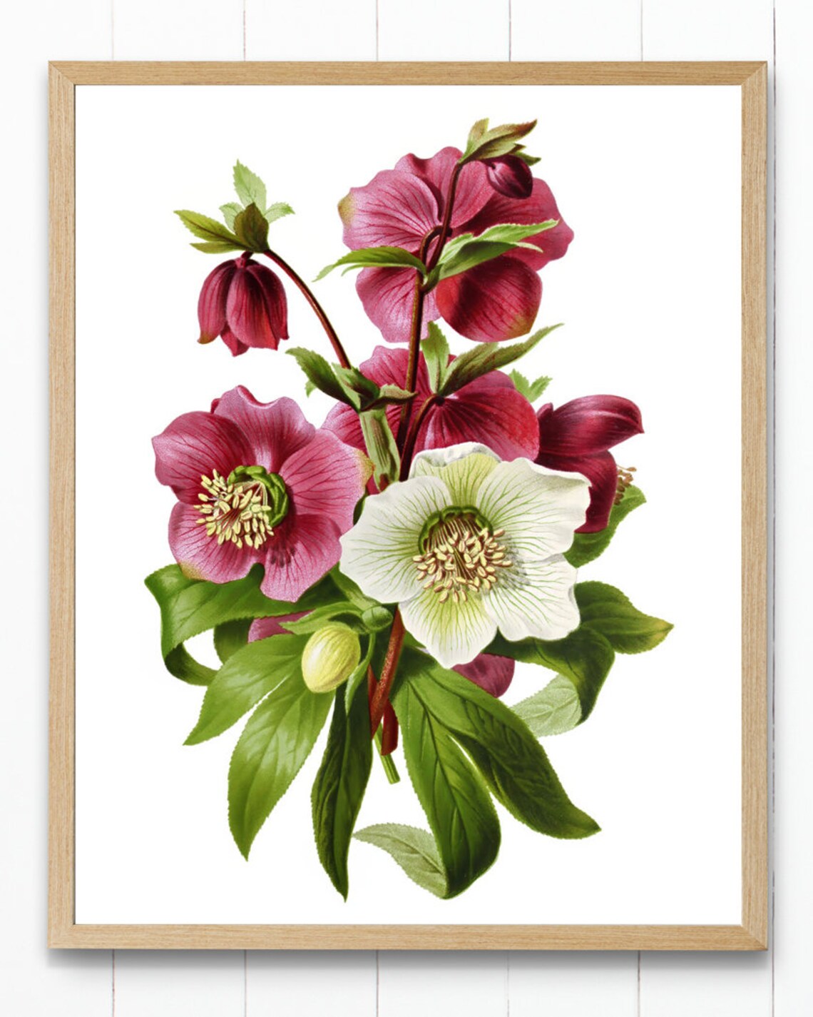 Purple and White Hellebors Vintage Flower Art Print - Image 4