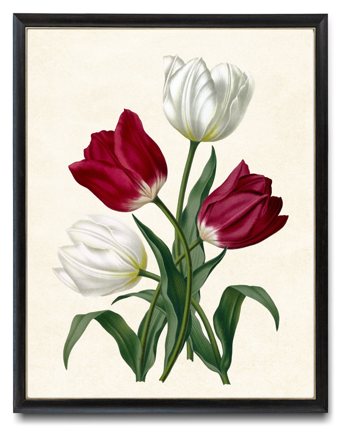 Red and White Tulips Vintage Botanical Illustration Flower Poster