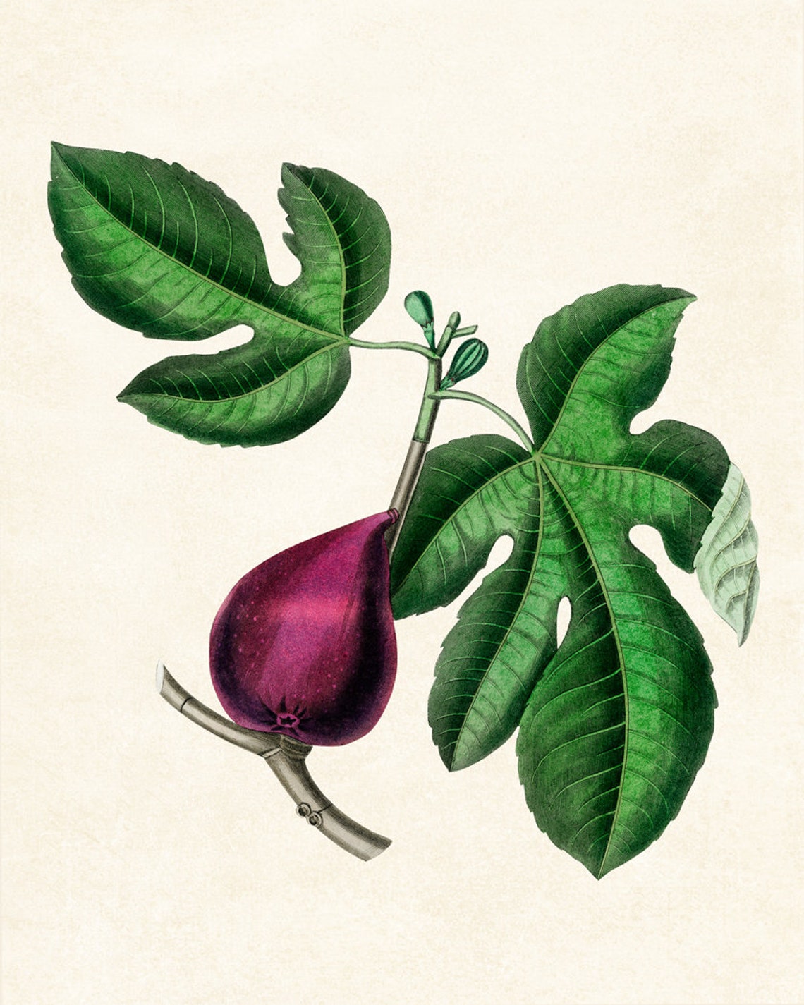8x10 Art Print Fig Plant Vintage Botanical Illustration Wall Art - Image 2