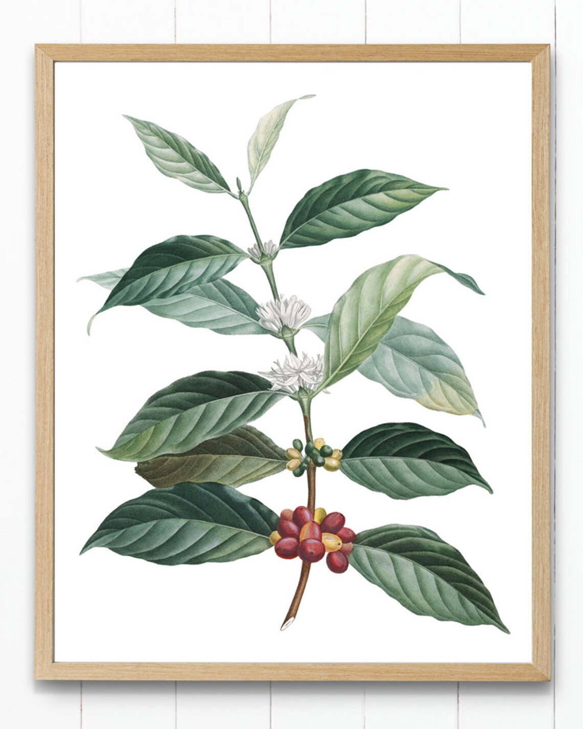Coffee Plant Vintage Botanical Illustration Art Print - Image 3