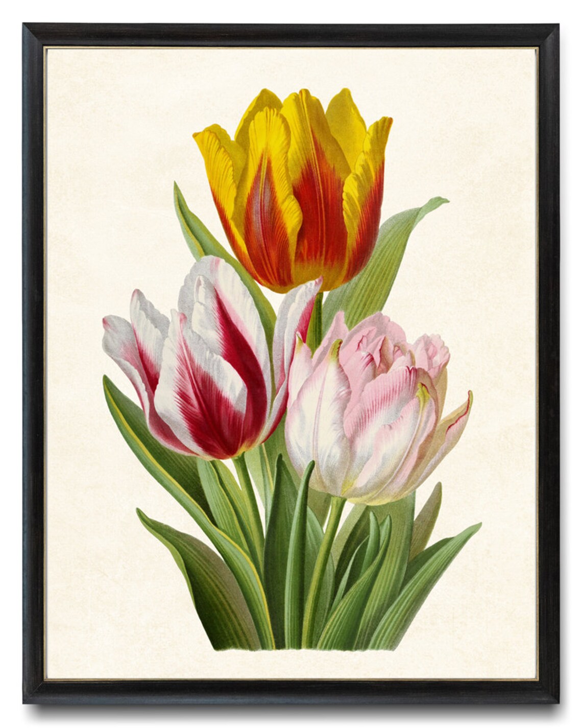 Vintage Tulips Art Print, Botanical Spring Flowers