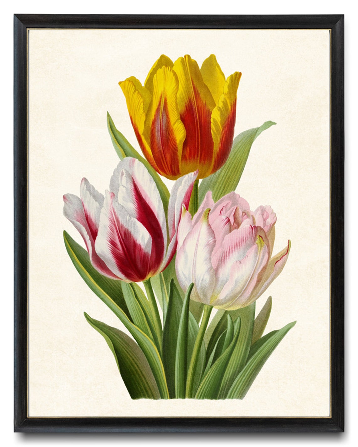 Yellow Red and White Tulips Vintage Botanical Spring Art Poster