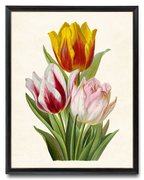 Yellow Red and White Tulips Vintage Botanical Spring Art Poster