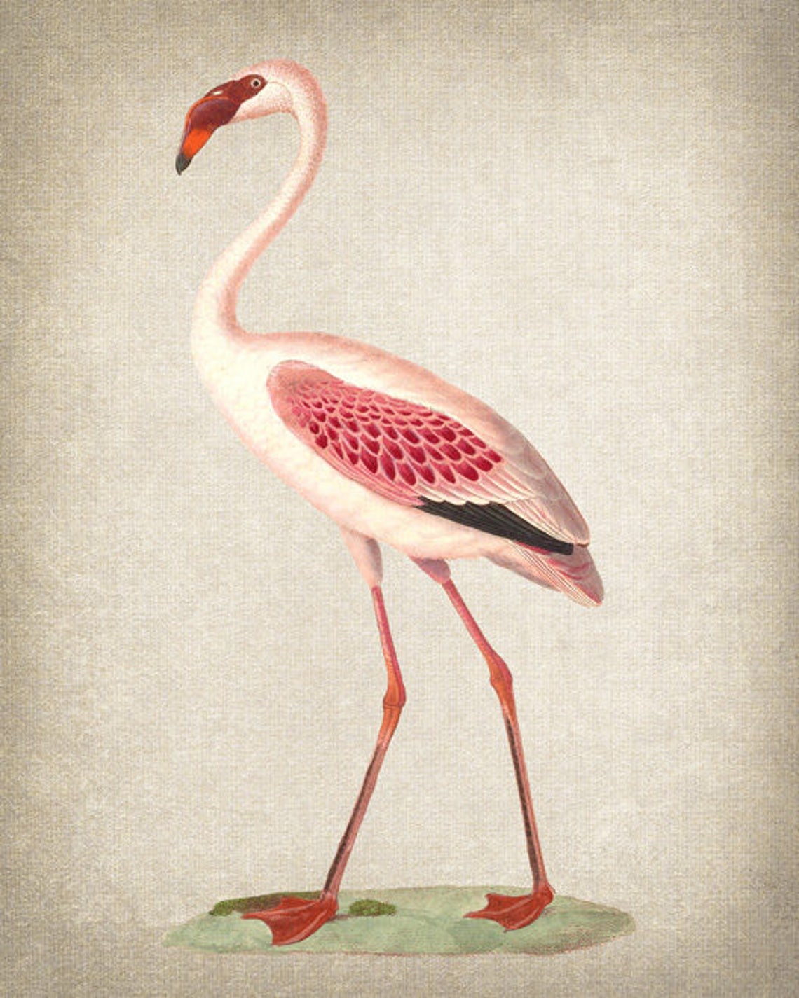 Flamingo Vintage Natural History Bird Illustration Pink Art Print - Image 2