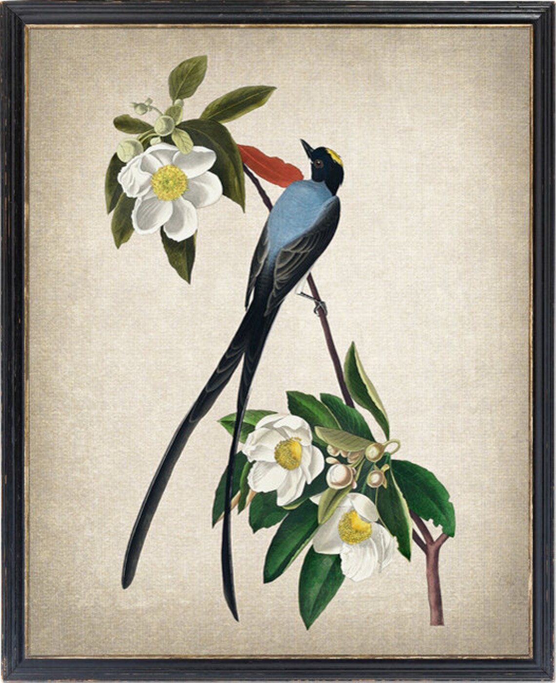 Vintage Bird And Botanical Print, Audubon Style