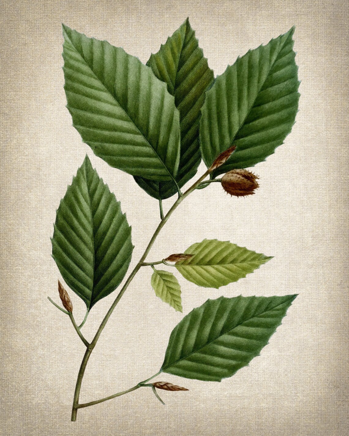 Botanical Print White Beech Tree Leaves, Vintage - Image 2