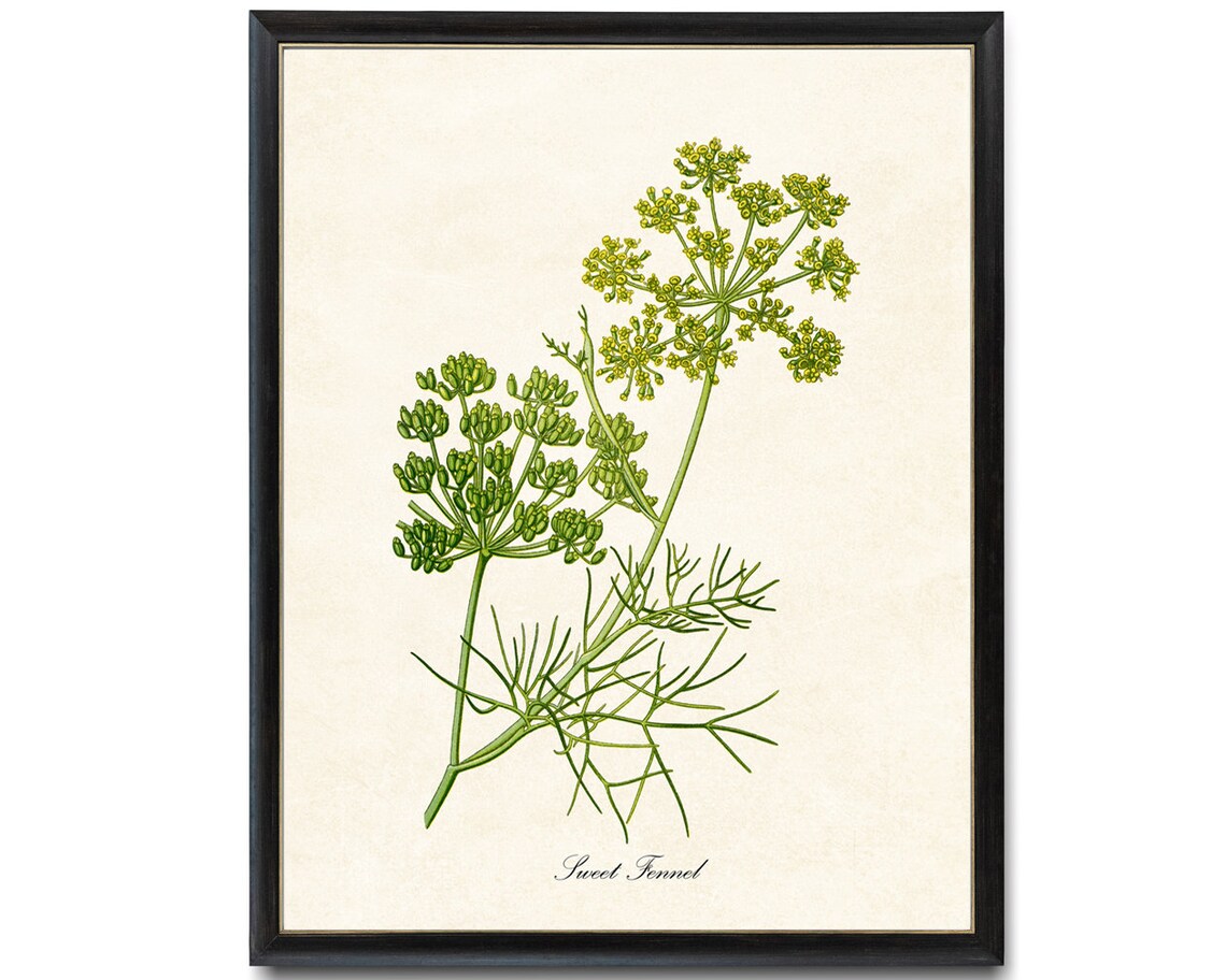Sweet Fennel Flowering Herb Vintage Botanical Art Print