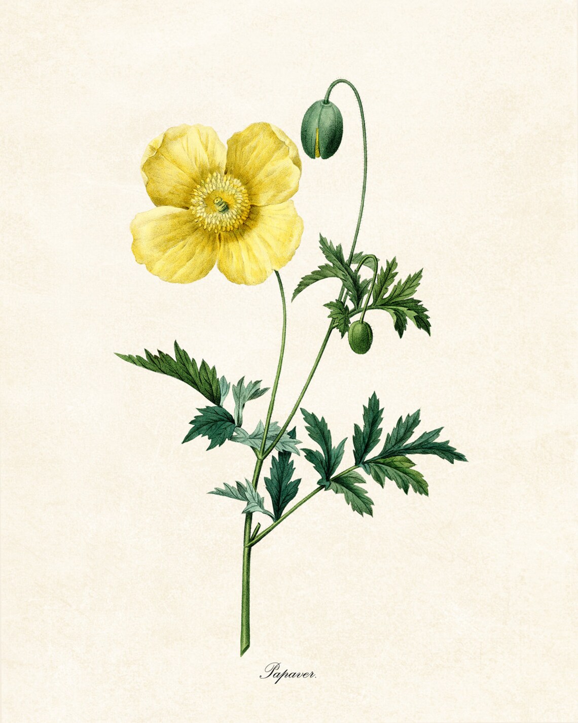 Golden Yellow Poppy Papaver Vintage Botanical Flower Bloom Poster - Image 2