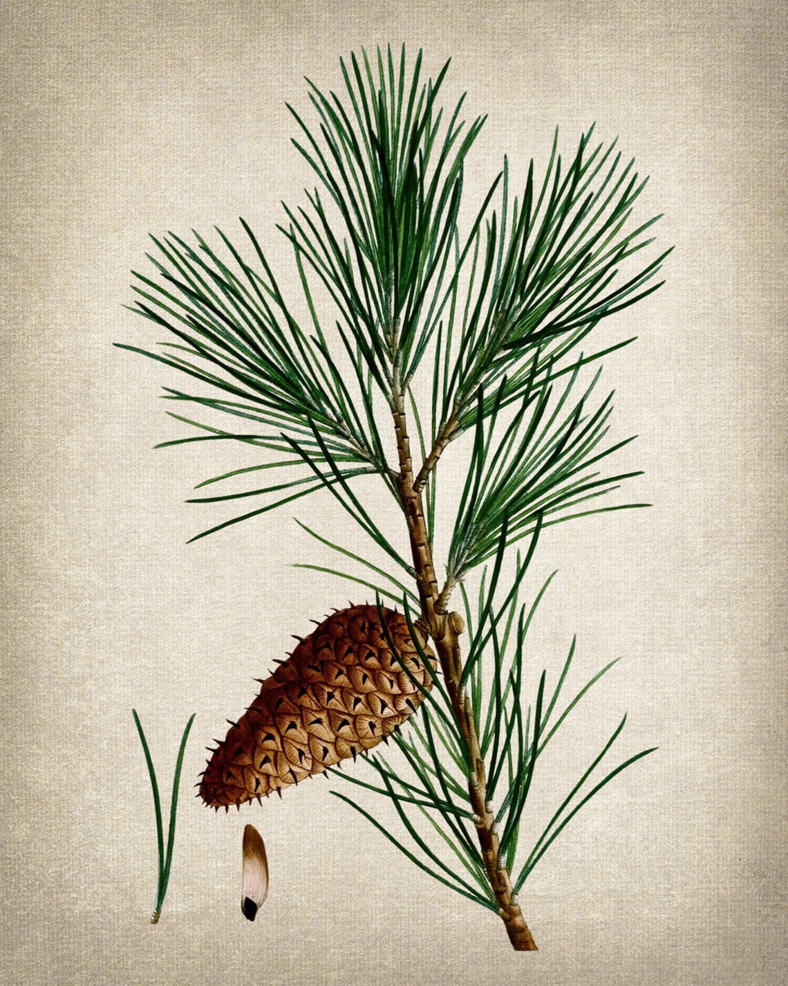 Jersey Pine Vintage Botanical Art Print - Image 2