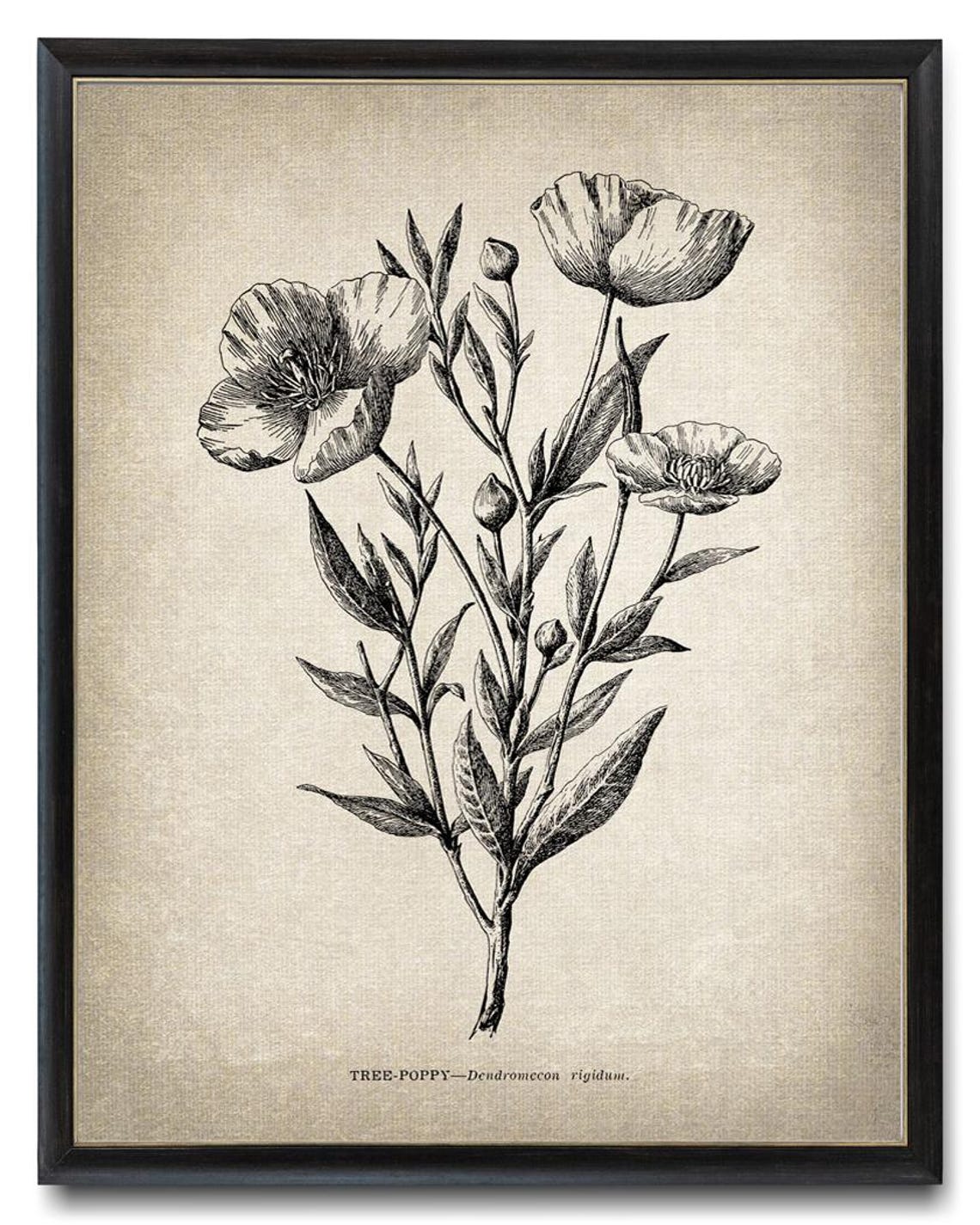 Tree Poppy California Wildflower Vintage Line Art Drawing Wall Art - Image 3