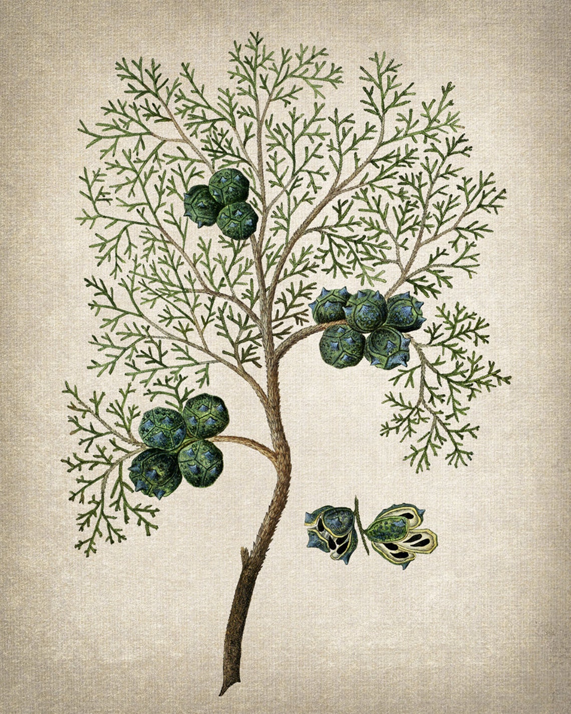 Vintage Cypress Branch Cones Botanical Illustration Wall Poster - Image 2