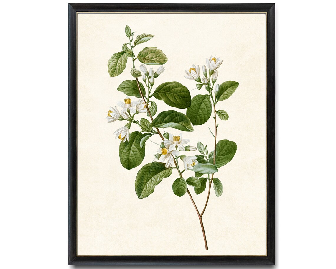 Blooming Snowdrop Bush Vintage Botanical Art Print