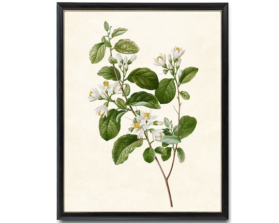 Blooming Snowdrop Bush Vintage Botanical Art Print
