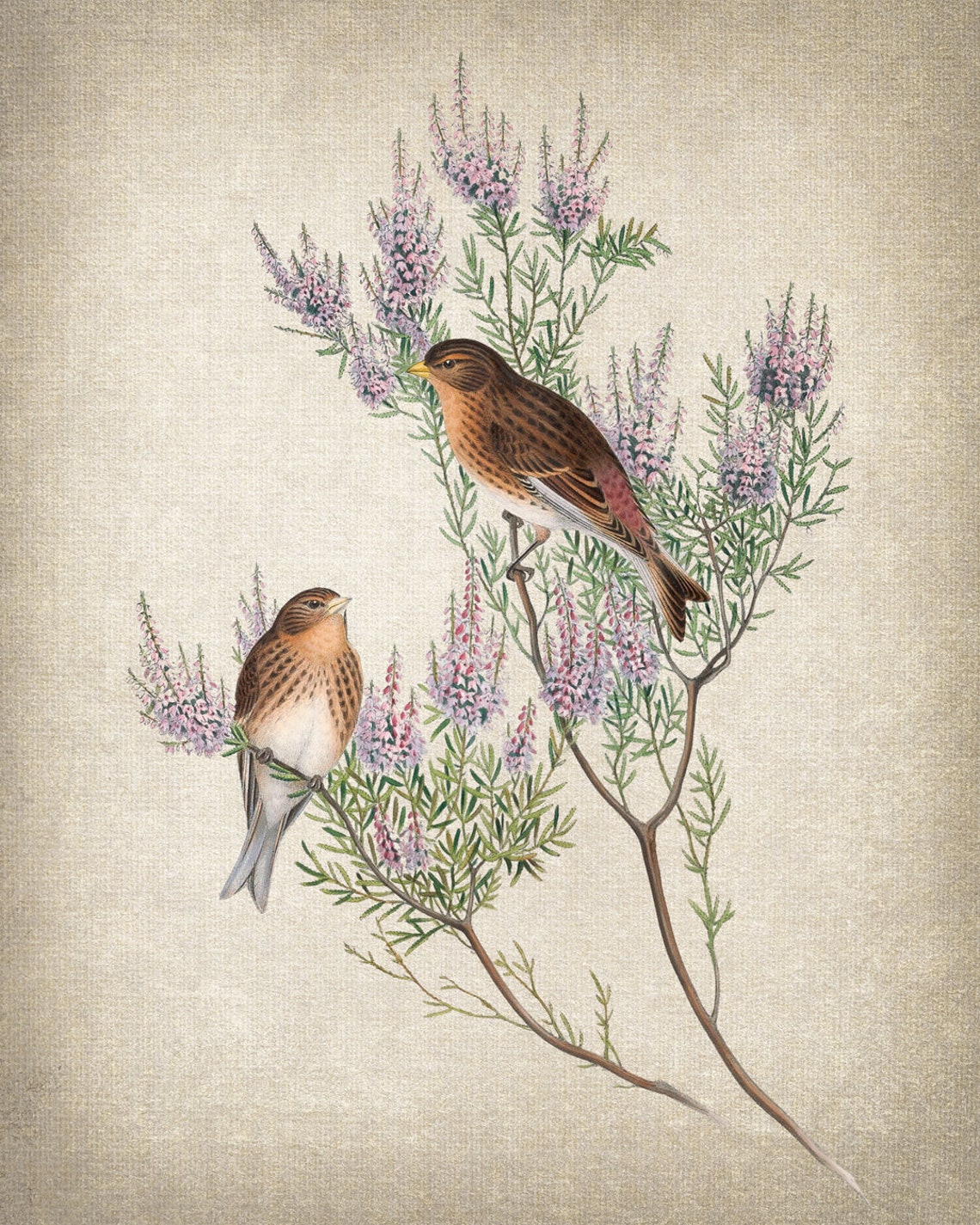 Mountain Linnet Bird Pair Vintage Botanical Branch Art Poster - Image 2