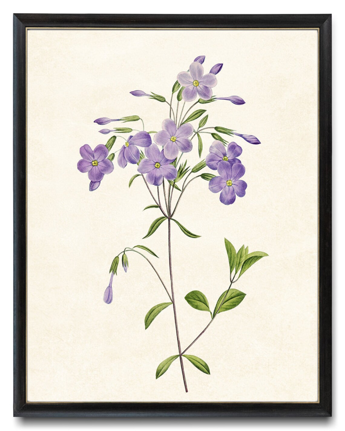 Lavender Purple Phlox Vintage Botanical Art Print