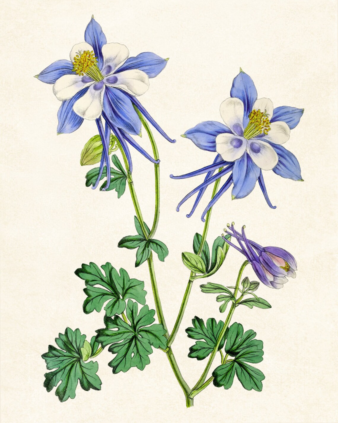 Blue Columbine Vintage Botanical Art Print - Image 3