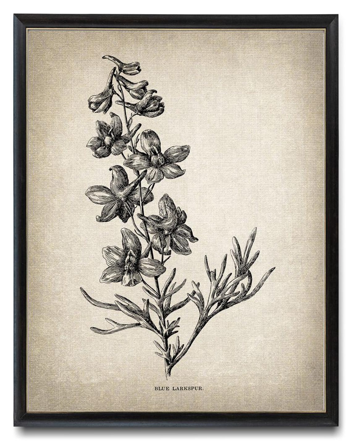 Blue Larkspur California Wildflower Vintage Line Art Drawing Wall Art - Image 3