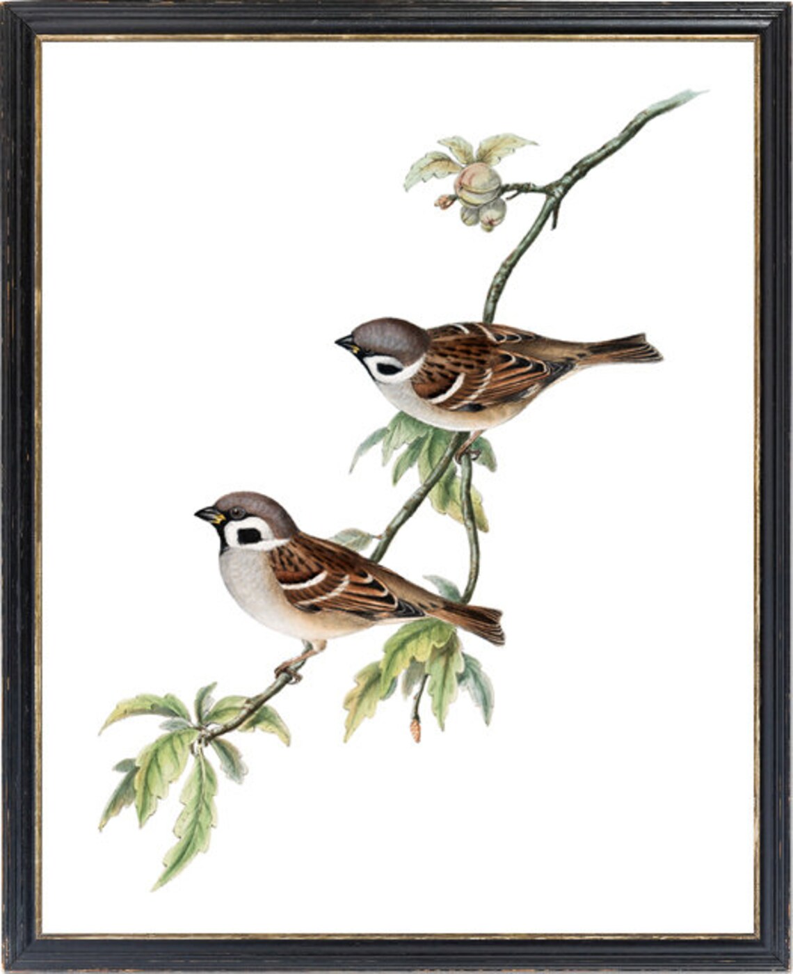 Sparrow Tree Sparrows Antique Illustration Art Print - Image 3