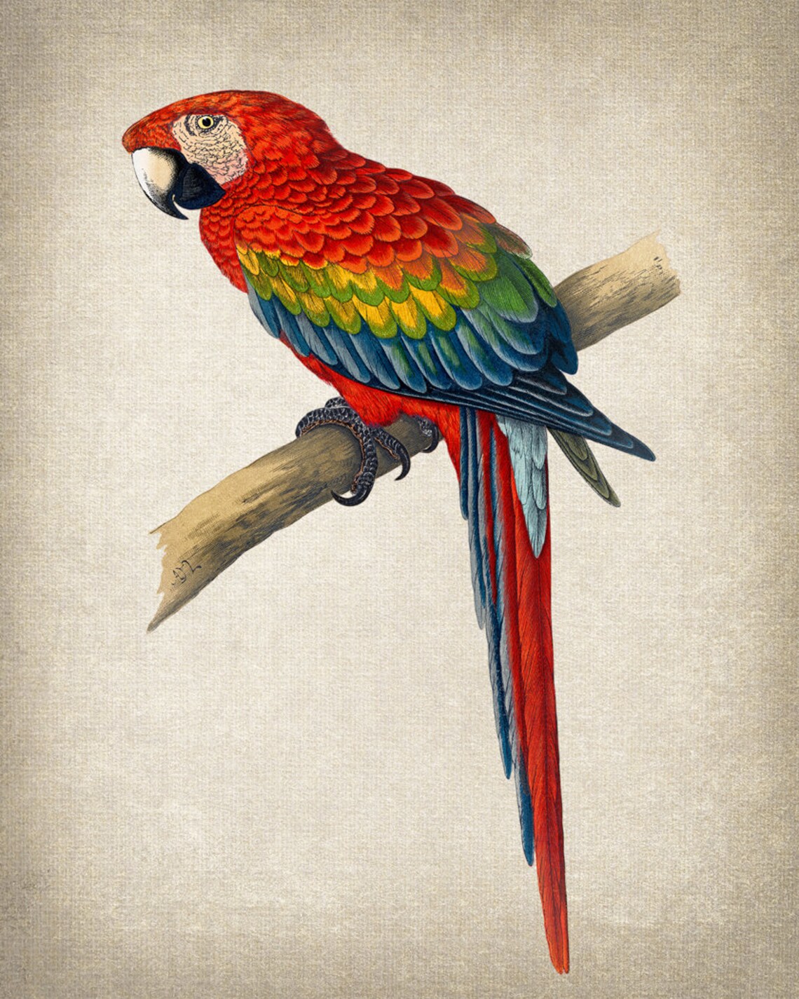 Vintage Red And Blue Macaw Art Print - Image 2