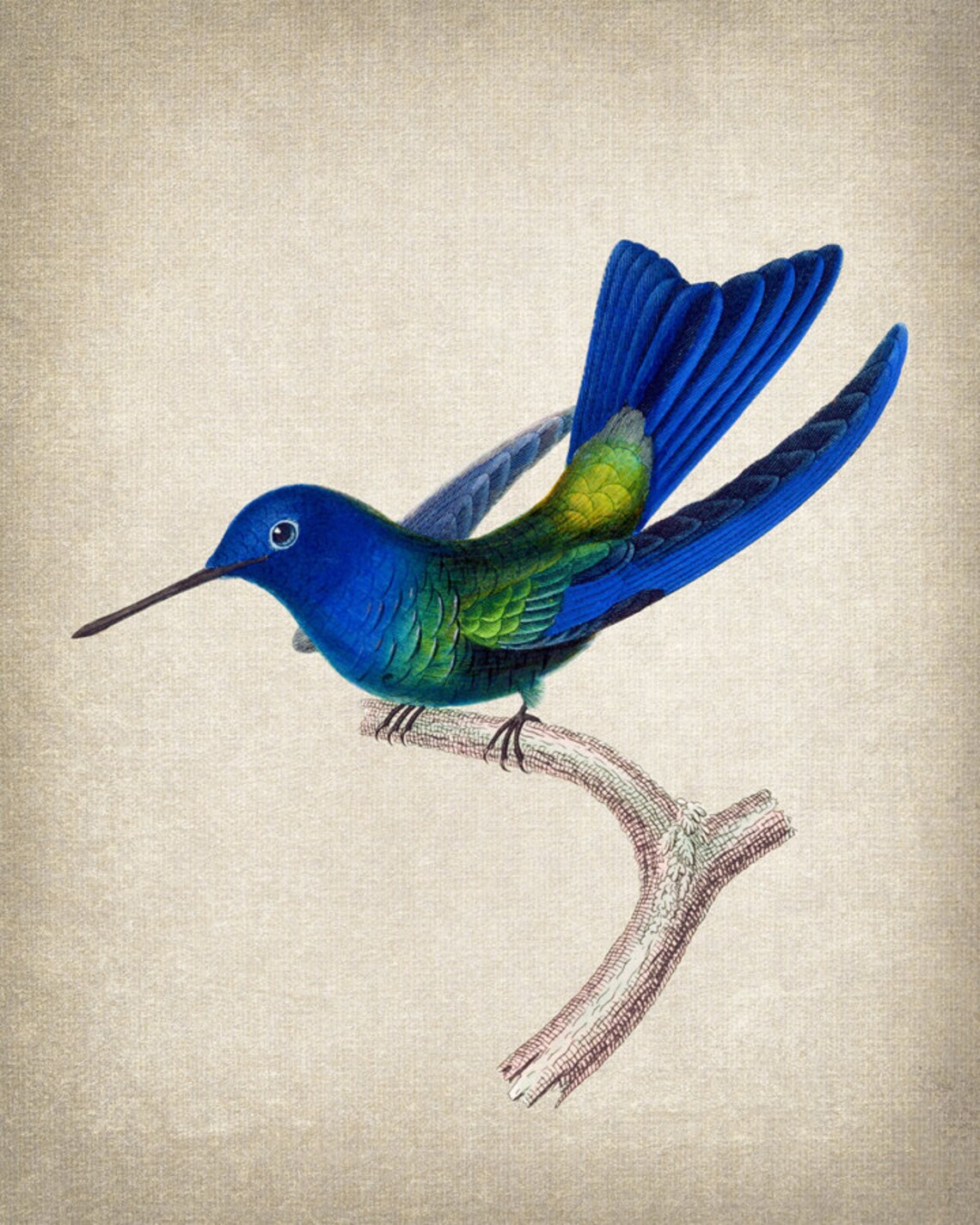 Blue Hummingbird Vintage Illustration Art Print - Image 2
