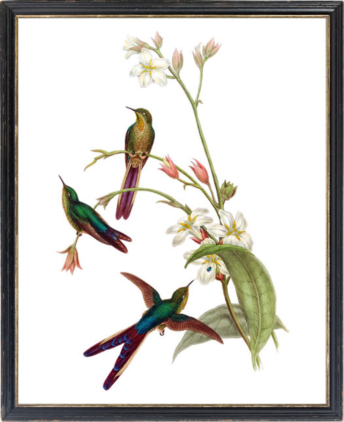 Vintage Hummingbird Trio White Blossom Bird Botanical Art Poster - Image 3