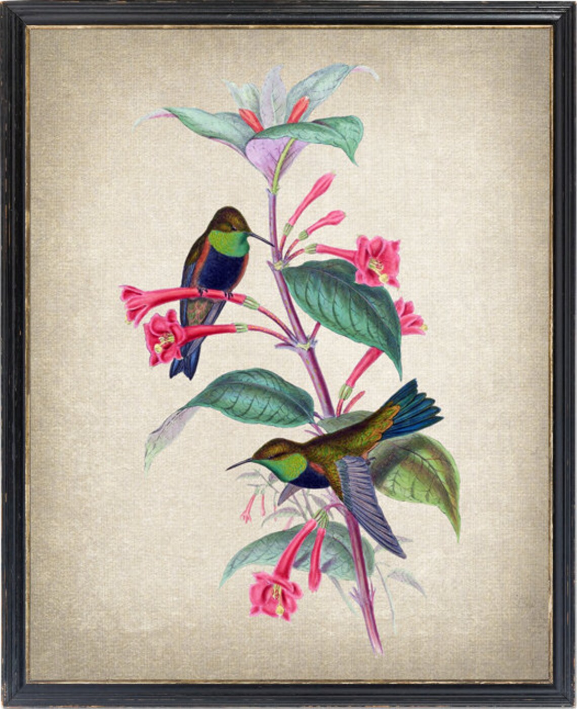 Hummingbirds and Botanical Illustration Art Print