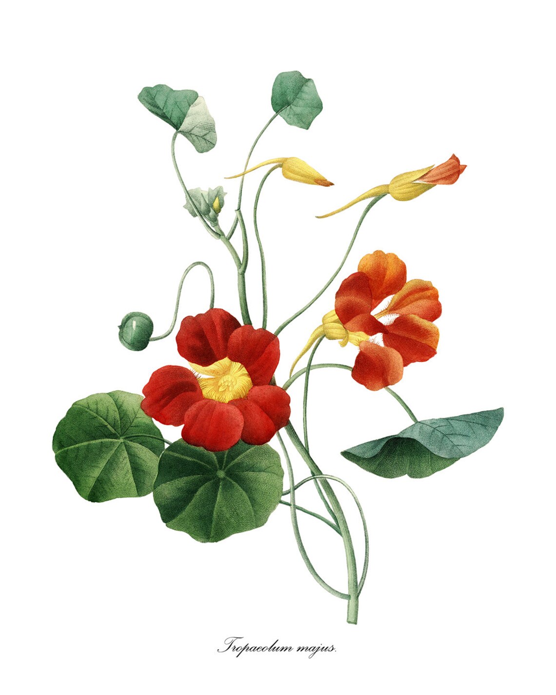 Orange Nasturtium Tropaeolum Majus Vintage Garden Flower Poster - Image 3